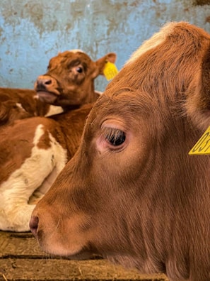 Two calves are resting indoors, one in the foreground shows a close-up side profile with a yellow ear tag, while the other is lying further back, also wearing a tag. The light brown fur and pinkish nose are prominent, and the setting appears rustic with a worn wooden floor and a textured blue wall.