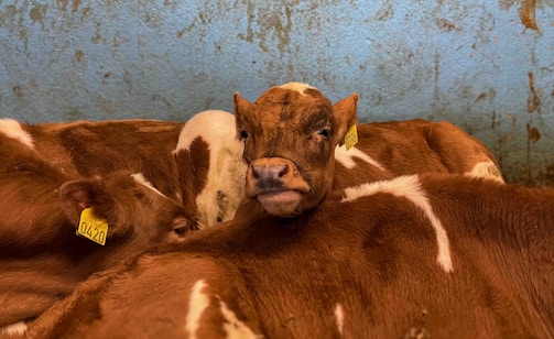 Several brown and white calves are grouped together in an indoor setting. Their ear tags are visible, suggesting they are being kept in an agricultural environment. The backdrop is a textured blue wall, adding contrast to the animals' earthy tones.