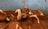 Several brown and white calves are grouped together in an indoor setting. Their ear tags are visible, suggesting they are being kept in an agricultural environment. The backdrop is a textured blue wall, adding contrast to the animals' earthy tones.