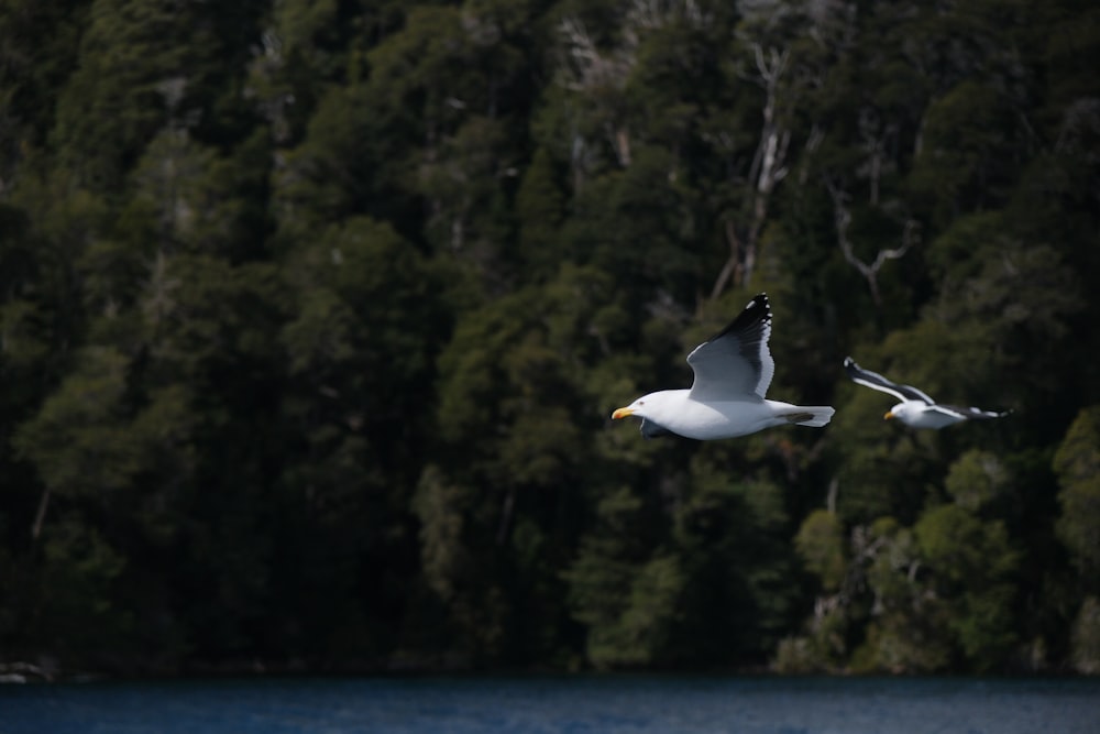 two white birds flying over a body of water