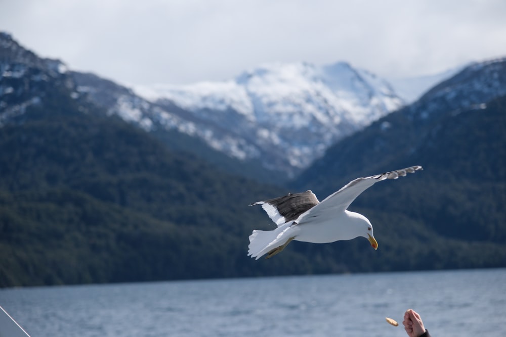 a bird flying over a body of water