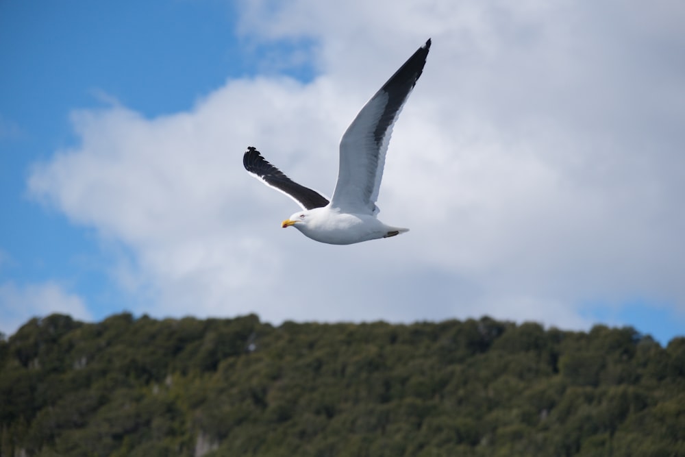 a seagull flying in front of a forest