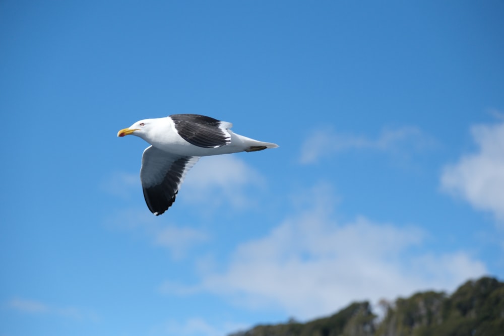 a seagull flying in the sky with a mountain in the background