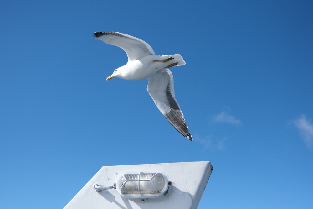a seagull is flying over a boat on a sunny day