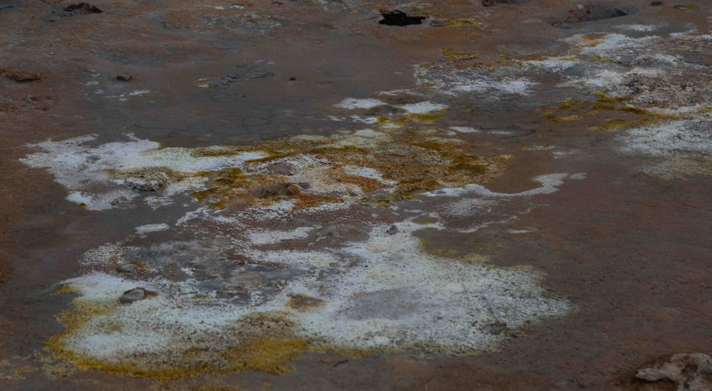 a close up of a patch of dirt with yellow and white paint