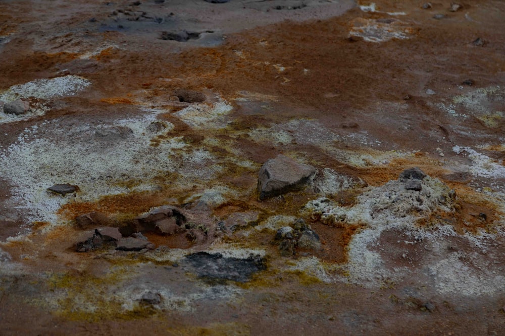 a close up of a bird on a rock