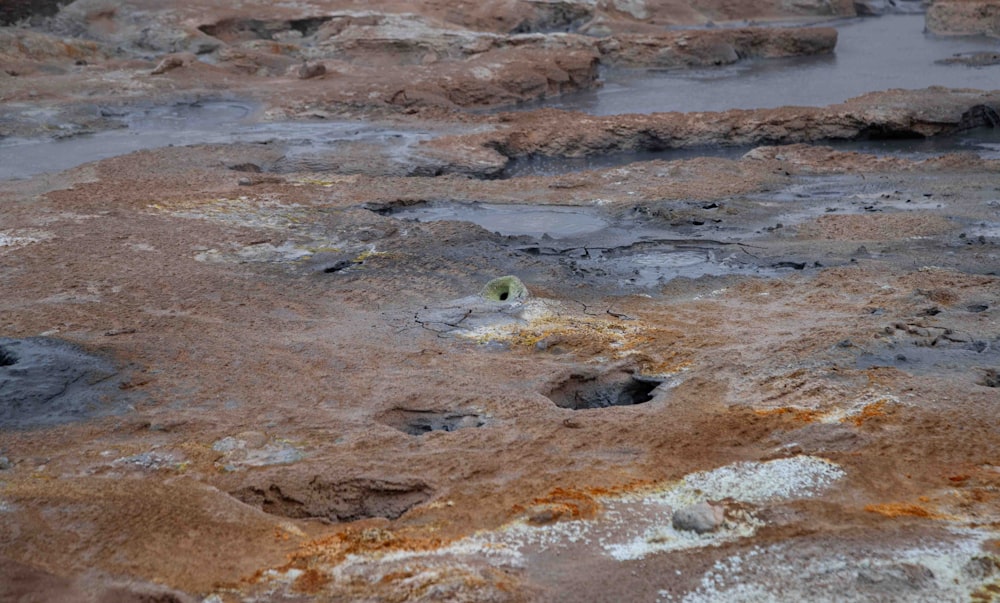 a bird is sitting on the rocks in the water