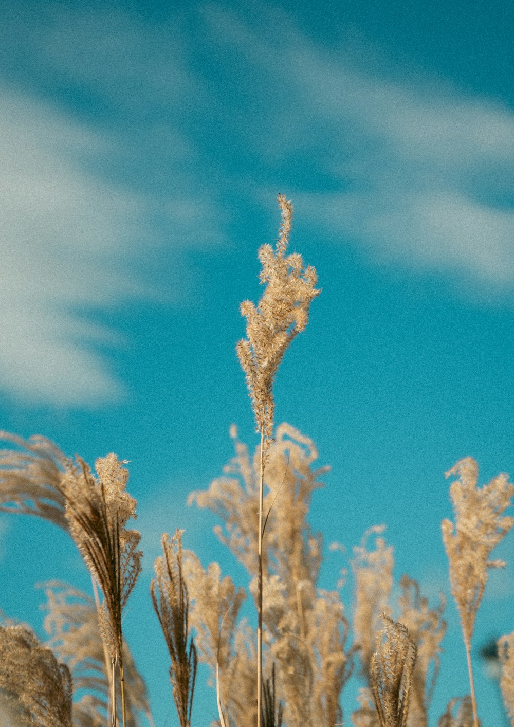 a bunch of tall dry grass with a blue sky in the background