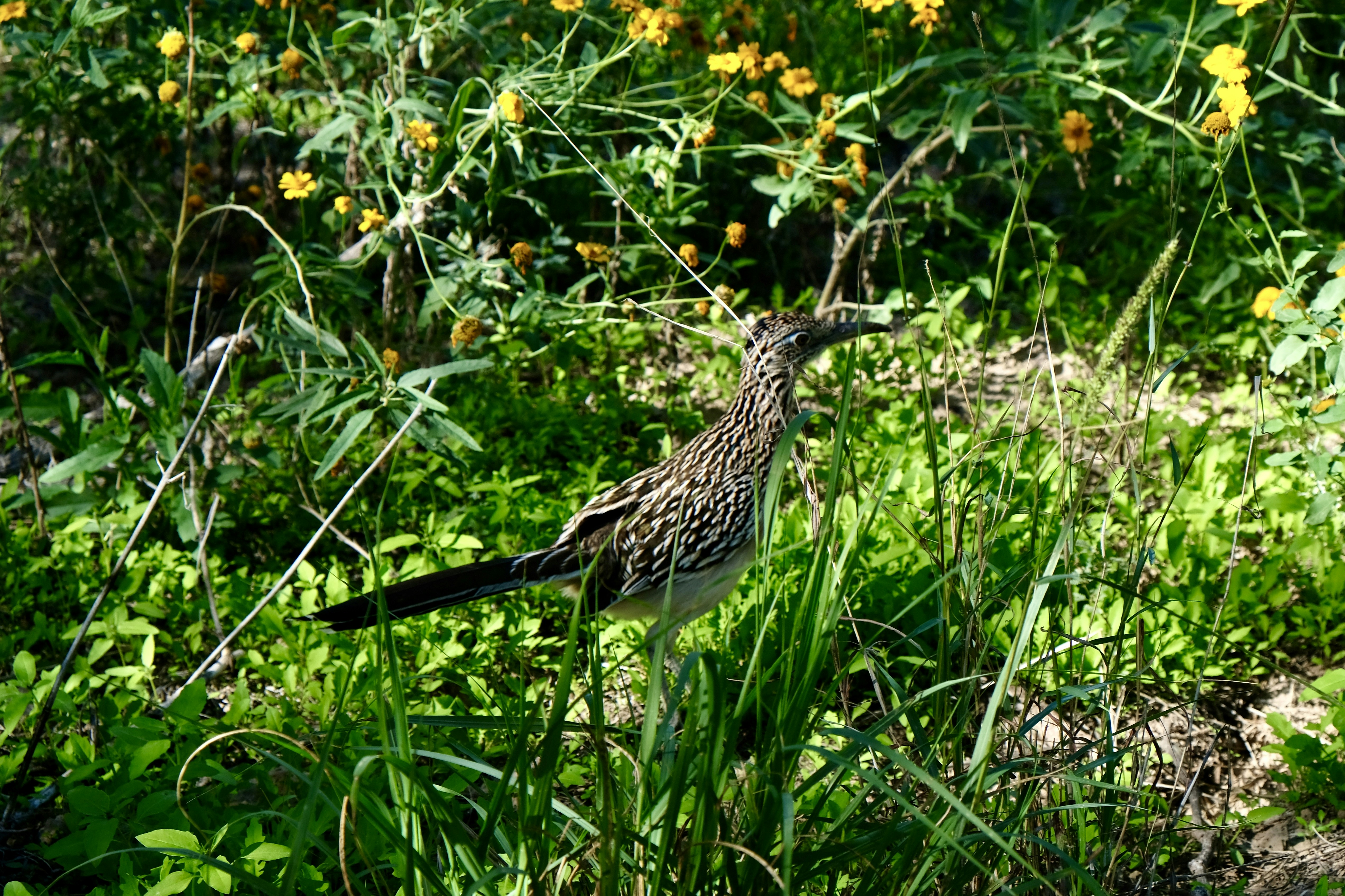 a bird is standing in the tall grass