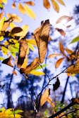 the leaves of a tree with a blue sky in the background