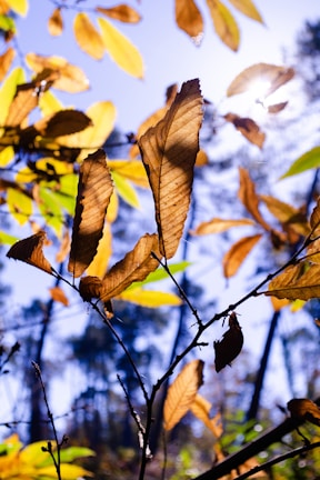 the leaves of a tree with a blue sky in the background