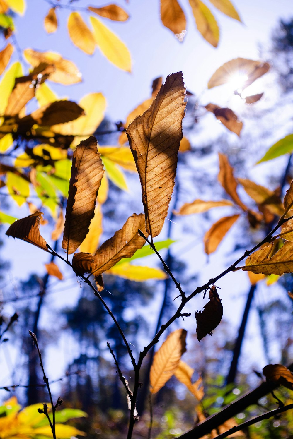 the leaves of a tree with a blue sky in the background