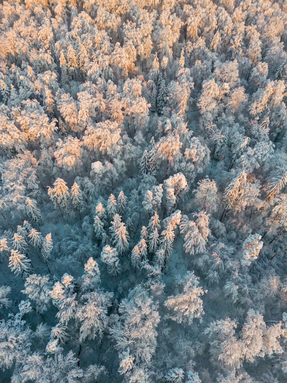 a large group of trees covered in snow