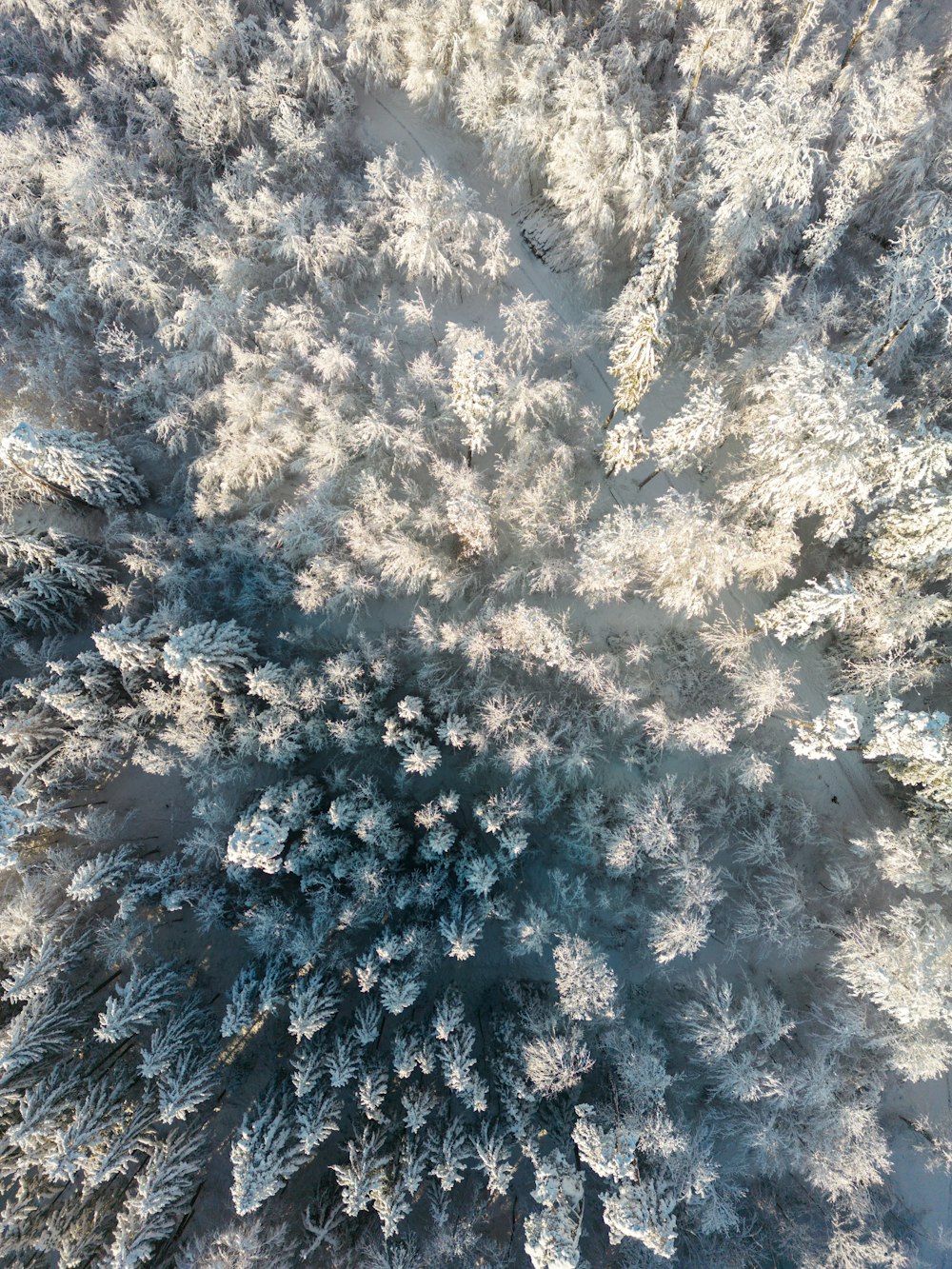 an aerial view of a snow covered forest