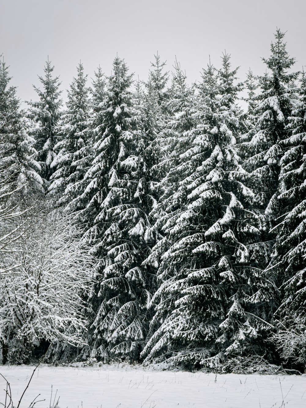 a group of pine trees covered in snow