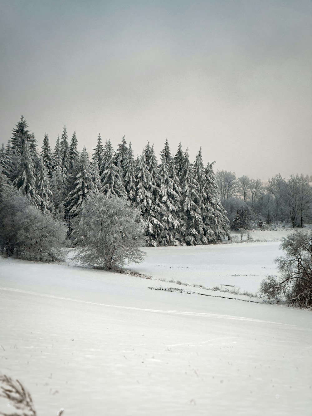 a snow covered field with trees in the background