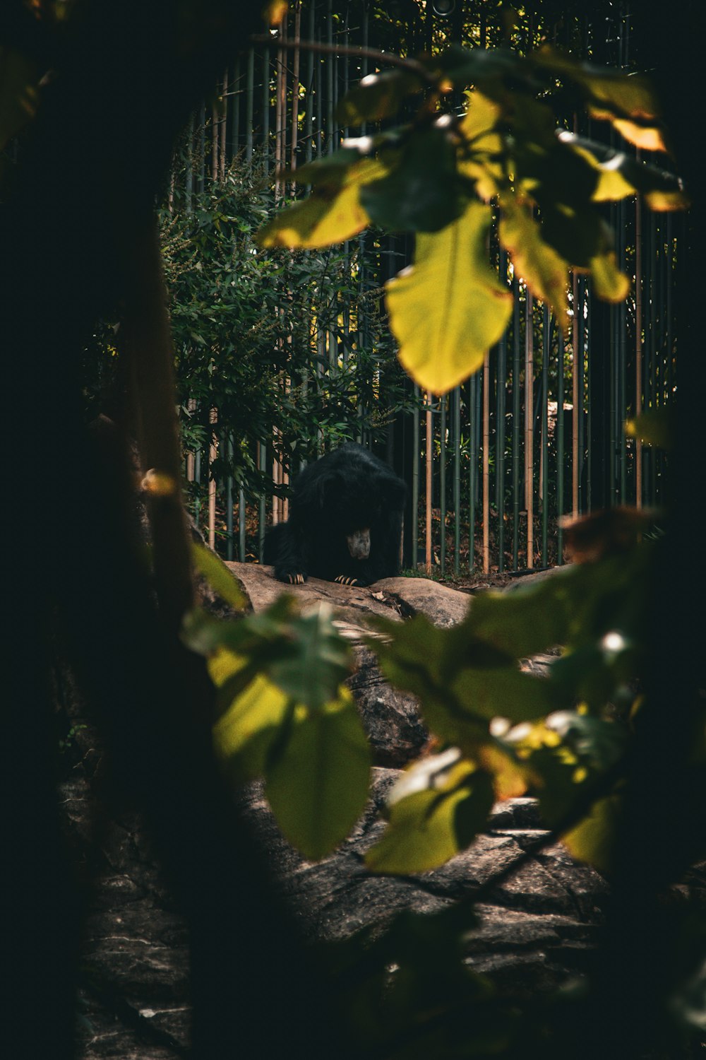 a black bear in a zoo enclosure surrounded by trees