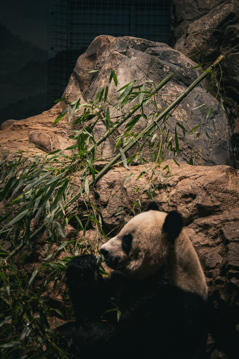 a panda bear sitting on top of a pile of rocks