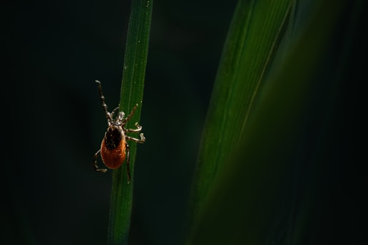 A close-up of an insect, possibly a tick, clinging to a blade of grass. The insect is brown with a darker section on its back and long legs. The background is dark, highlighting the insect and the green grass blade.