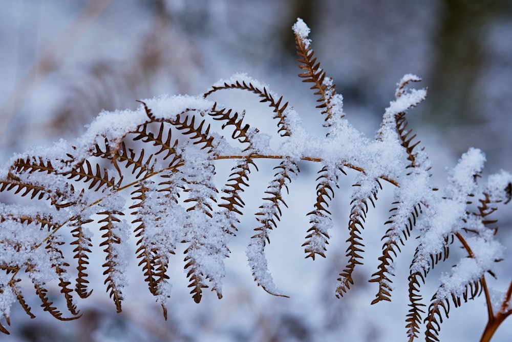 a close up of a plant with snow on it