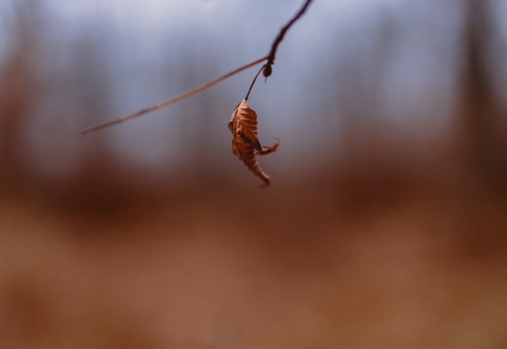 une feuille morte suspendue à une branche d’arbre