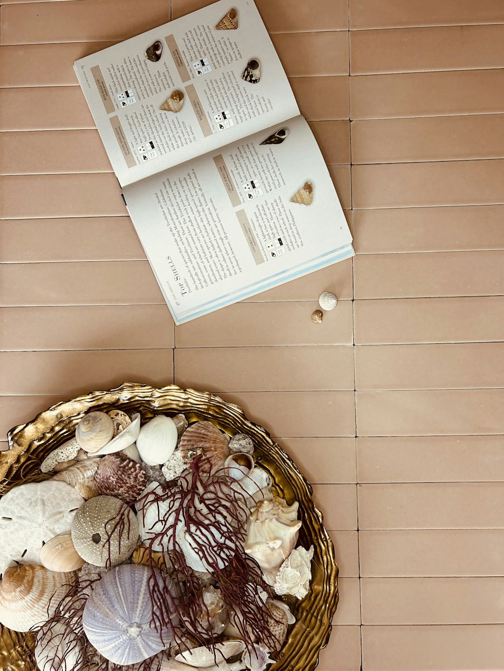 a basket filled with sea shells next to a book