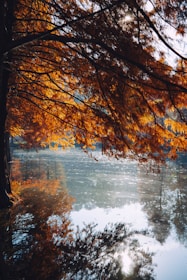 Golden sunlight filtering through autumn leaves over a calm lake.