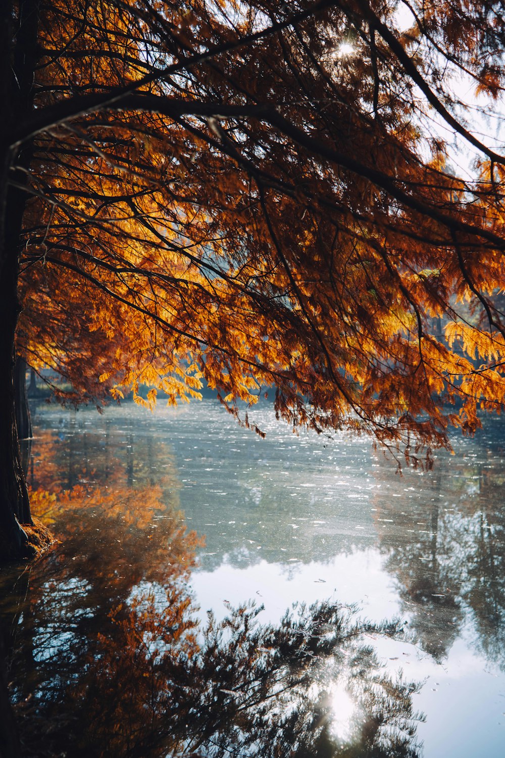 a view of a body of water surrounded by trees