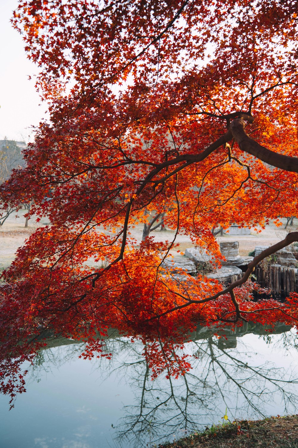 a tree with red leaves near a body of water