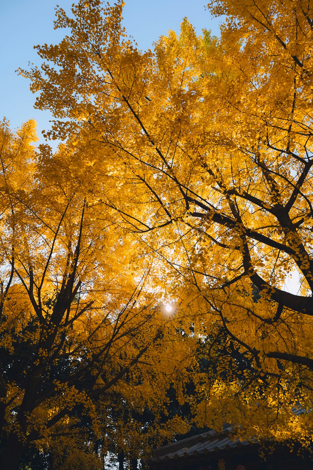 a yellow tree with lots of leaves on it