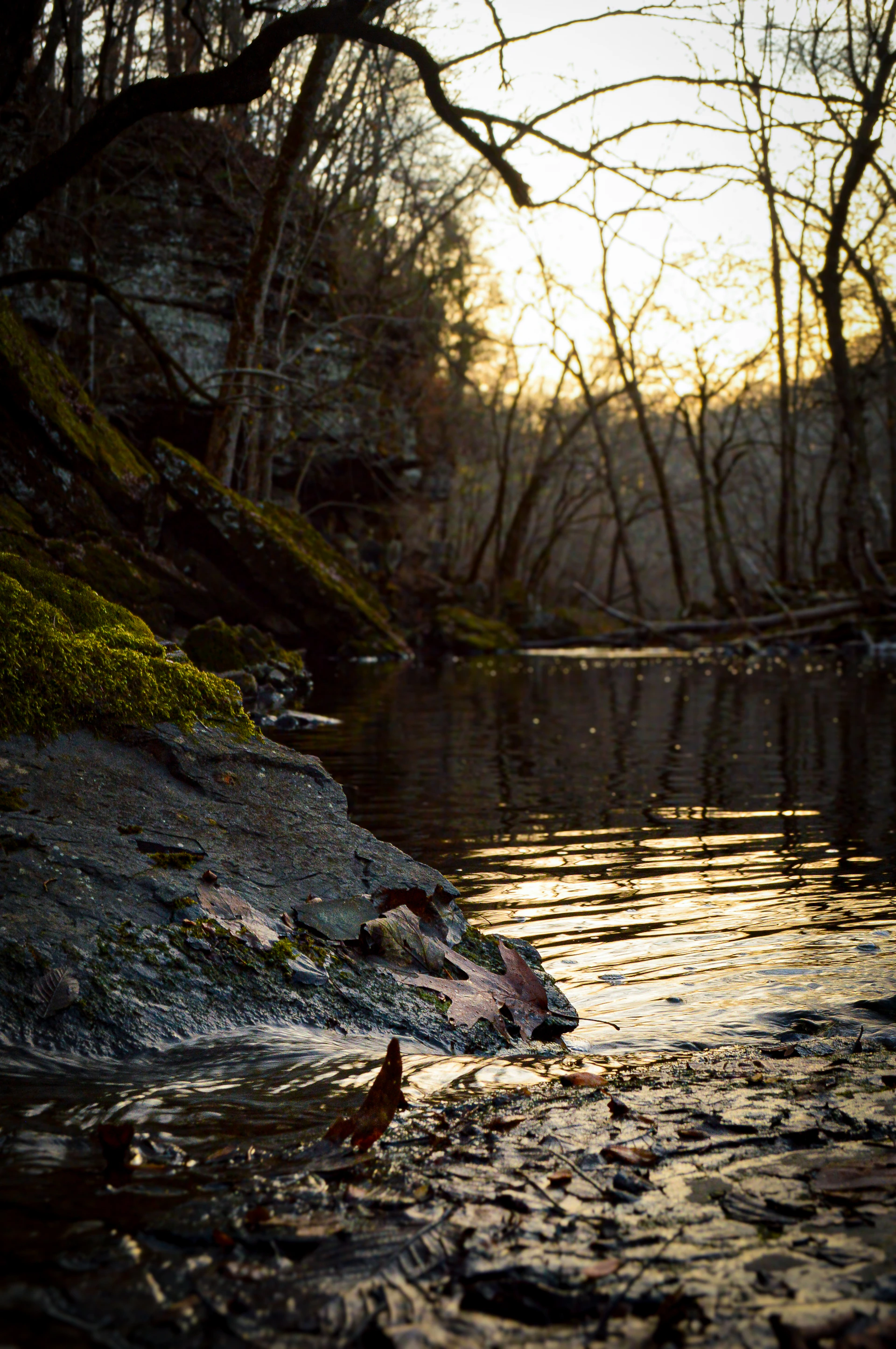 a body of water surrounded by trees and rocks