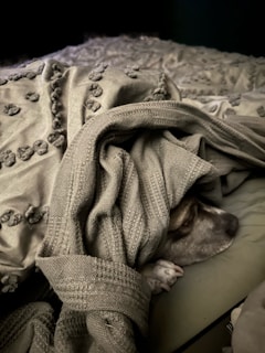 A dog is cozily nested under a textured blanket, with just its face and paws showing. The blanket has a knotted surface design and is draped warmly over the animal.