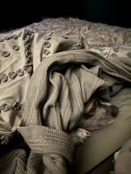 Cozy handmade crocheted dragon nestled on a soft blanket.