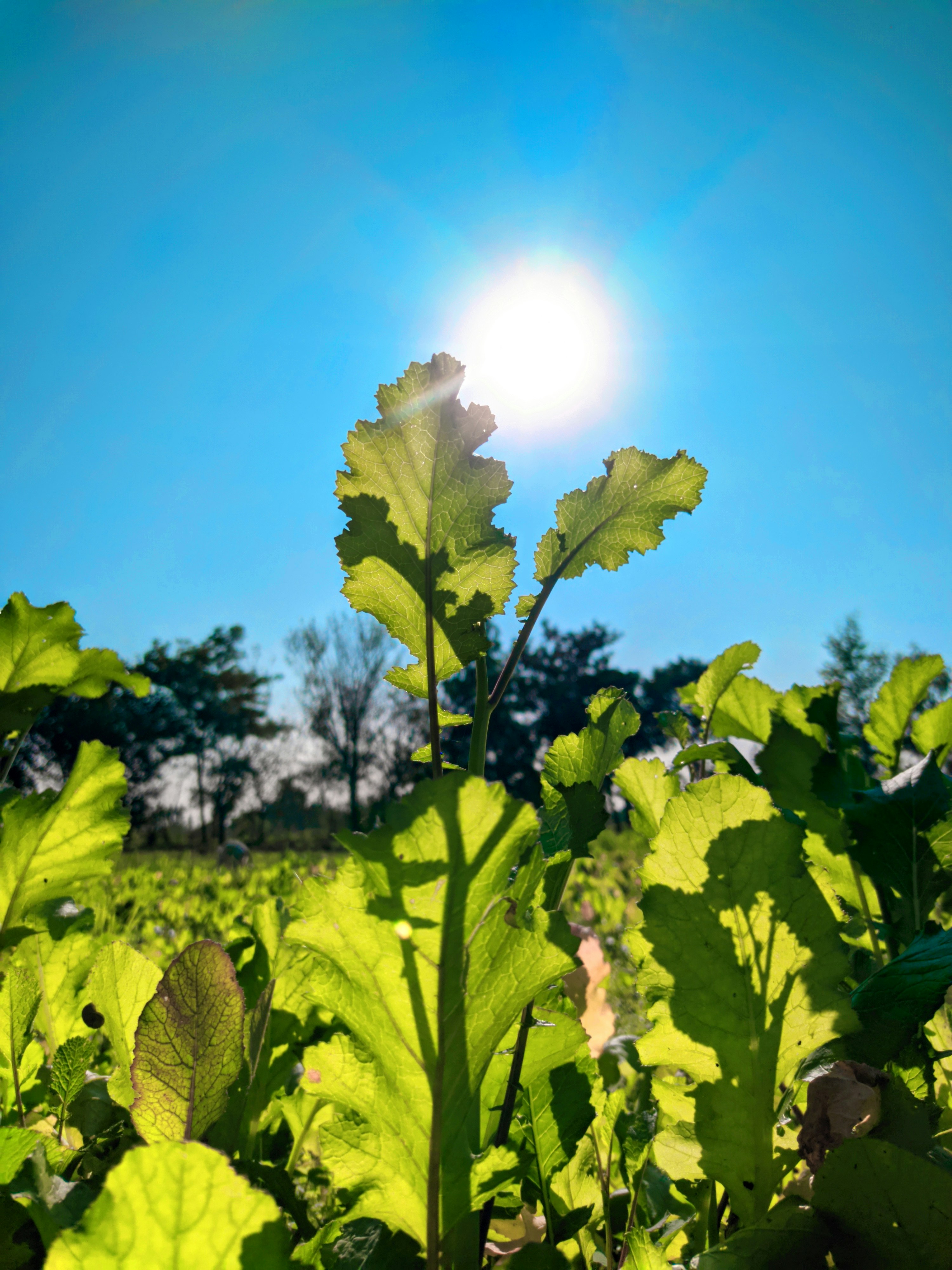 The Miracle of Photosynthesis: Unveiling Nature's Energy Factory