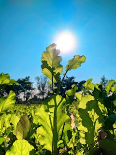 Outdoor science experiment with students observing plants under sunlight.