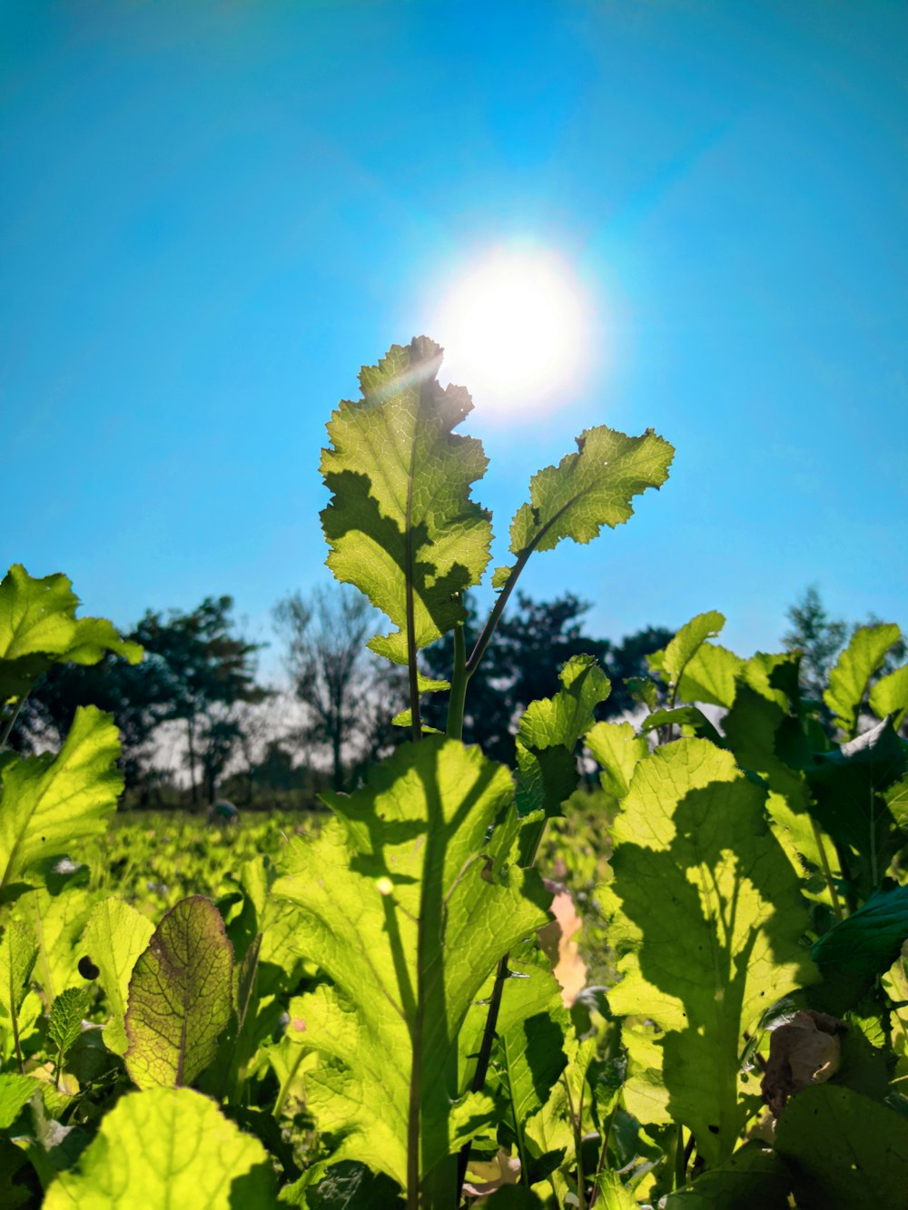 the sun is shining over a field of green plants