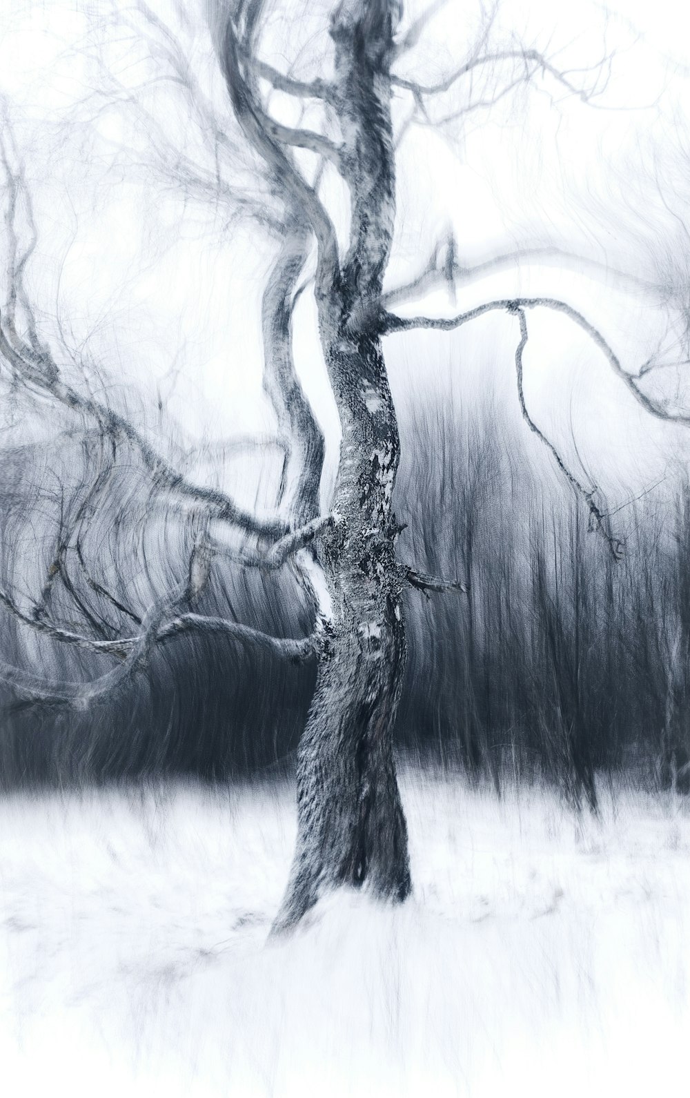 a black and white photo of a tree in the snow