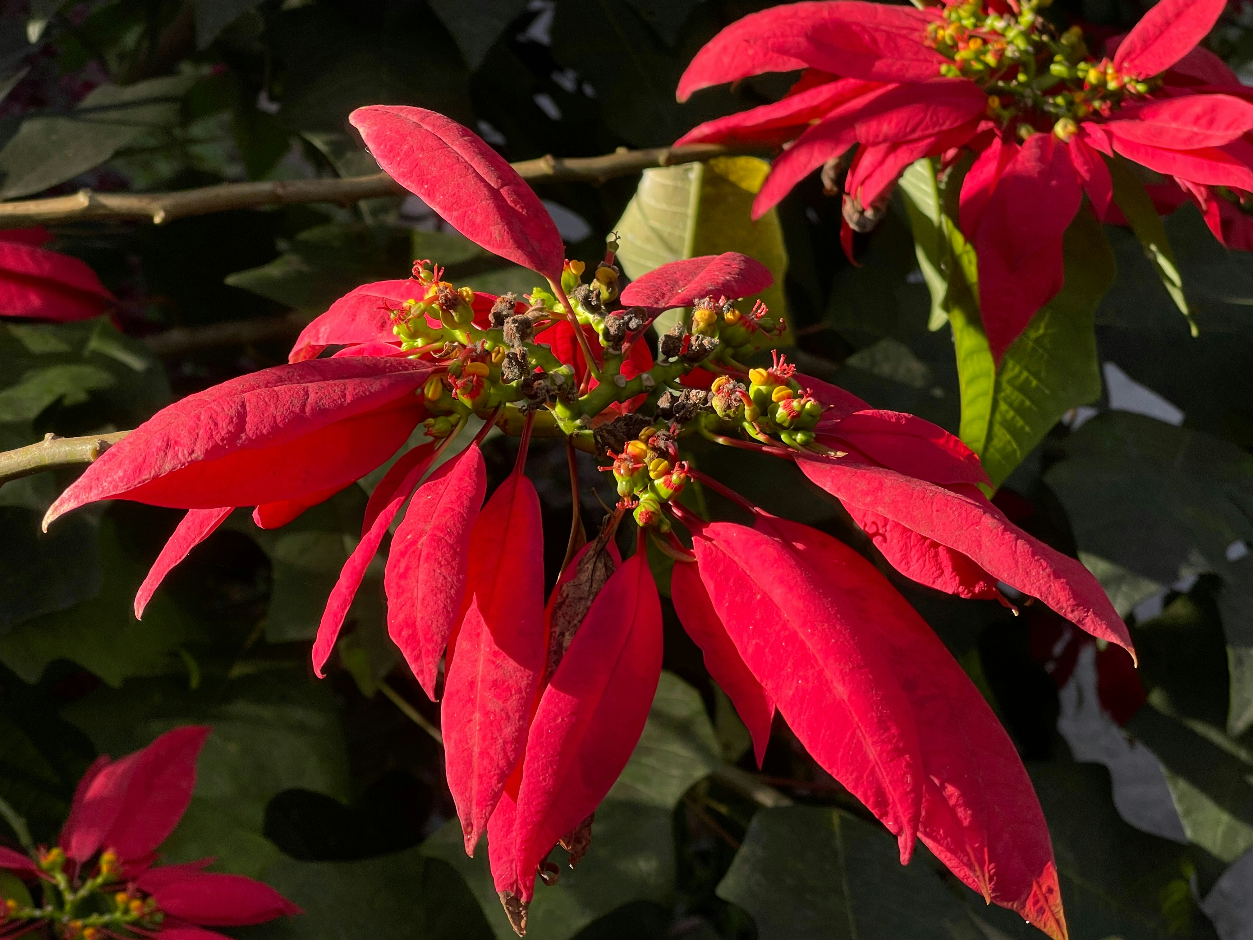 a close up of a bunch of red flowers