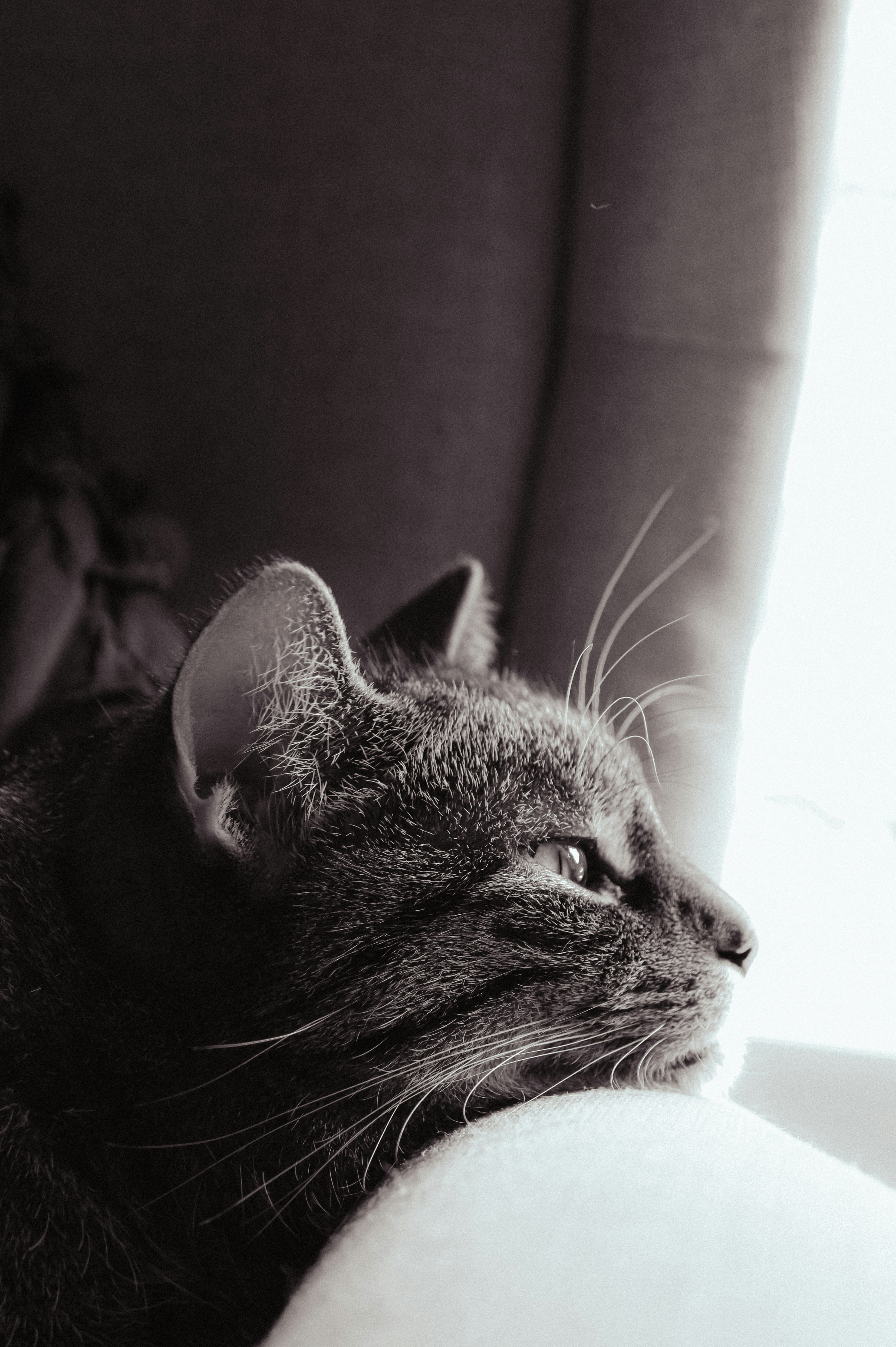 Photo by linusbelanger