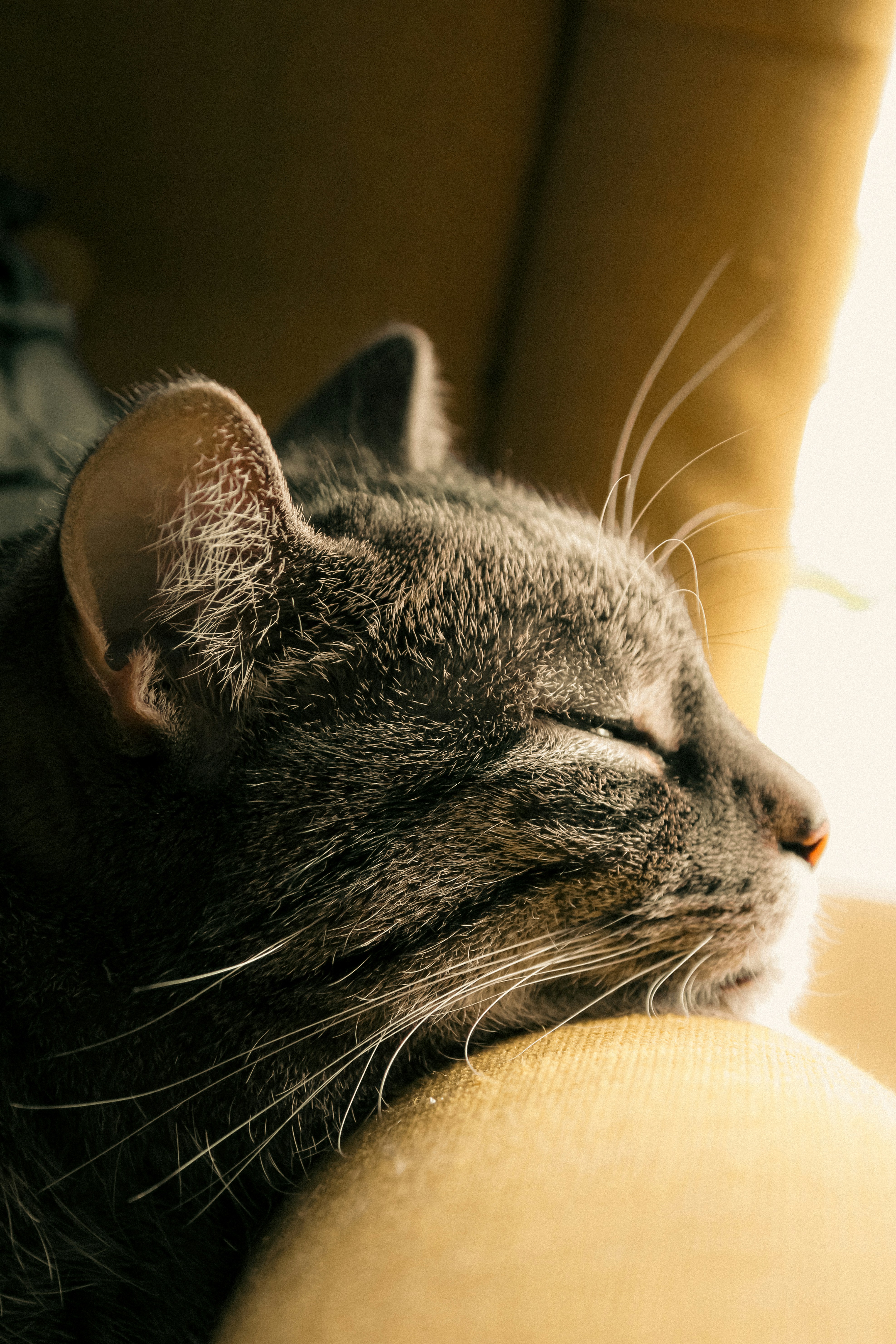 Photo by linusbelanger