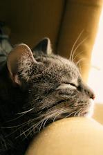 Close-up of a healed cat resting peacefully in a cozy foster home with warm light.
