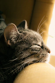 Close-up of a healed cat resting peacefully in a cozy foster home with warm light.