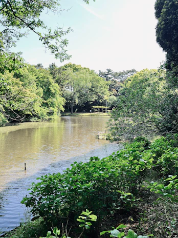 A peaceful pond reflecting the surrounding trees and a wooden dock.