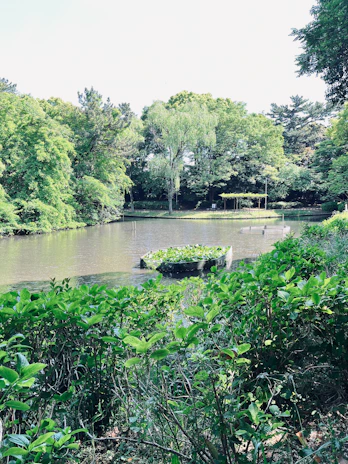 A serene ornamental pond surrounded by lush greenery and natural stones.