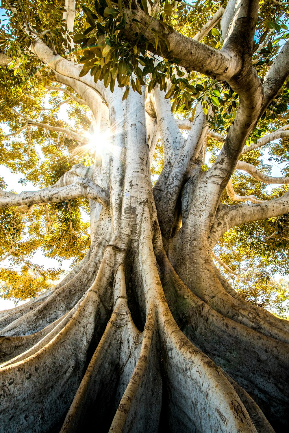 a large tree with the sun shining through it