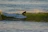 Smiling surfer catching a small wave near a tropical beach at sunrise.