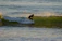 Smiling surfer catching a small wave near a tropical beach at sunrise.
