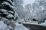 A winter scene of snow-covered trees lining a quiet Buffalo neighborhood street.