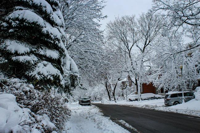 A winter scene of snow-covered trees lining a quiet Buffalo neighborhood street.