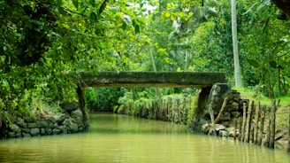 a bridge over a river in the middle of a forest